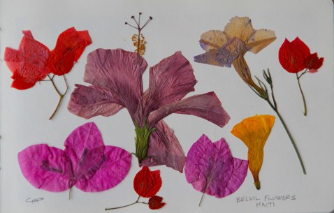 Vagabond Artist Images of Haiti--Belville Flowers